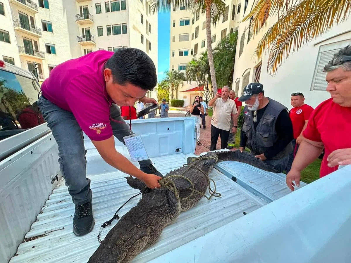 American crocodile found with its mouth and limbs tied in Cancun's Hotel Zone