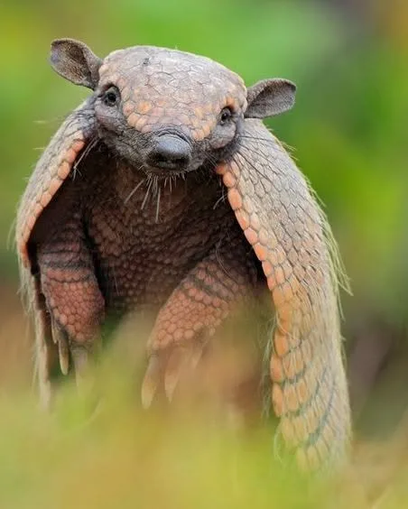 An armadillo in its natural habitat in the Maya zone of Quintana Roo, where sightings are becoming increasingly rare