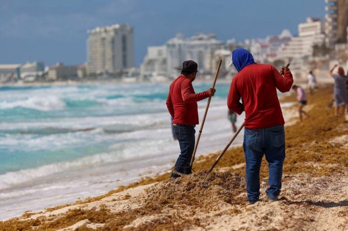 Workers collect sargassum seaweed on a Cancun beach