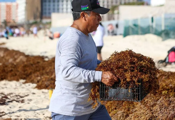 Berries and avocados grown with sargassum-based biofertilizer in Mexico