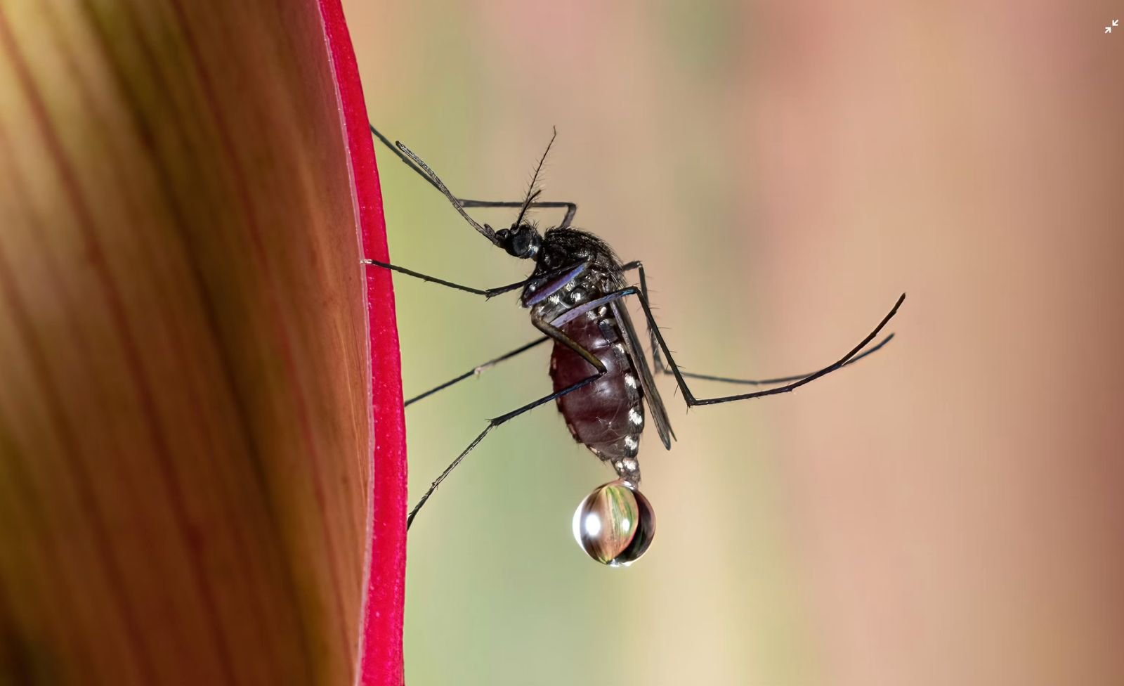 A close-up of a mosquito on a surface, with its legs and body in sharp focus.