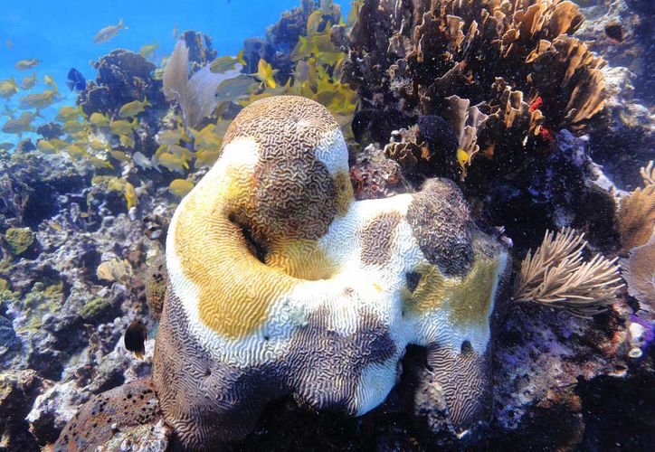 Underwater view of coral reefs in Quintana Roo affected by ocean warming
