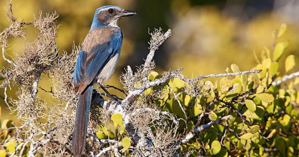 Promotional image for the 18th Cozumel Bird Festival, highlighting birdwatching and conservation activities from October 7 to 11, 2026.