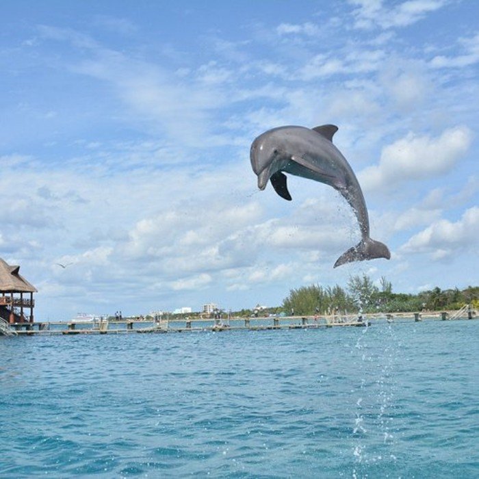 A dolphin swims near Cozumel, where Quintana Roo officials are planning the region's first dolphin sanctuary.