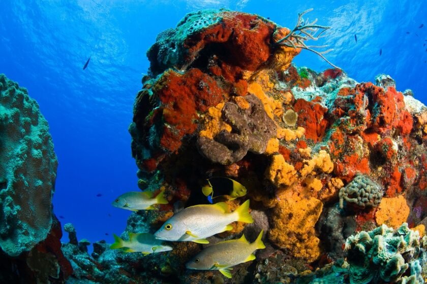 Five reef sites in Cozumel Reefs National Park are closed for a two-month recovery period.