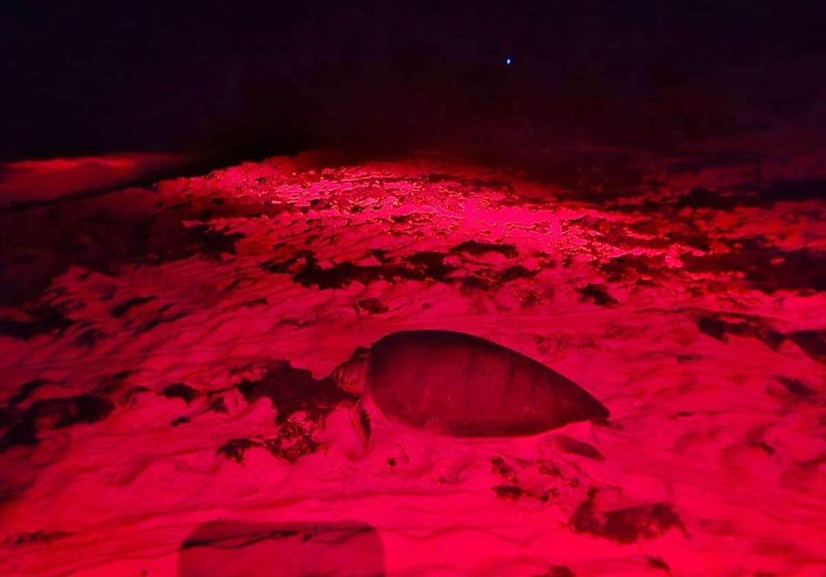 Sea turtle hatchlings crawl toward the ocean on Punta Sur beach in Cozumel