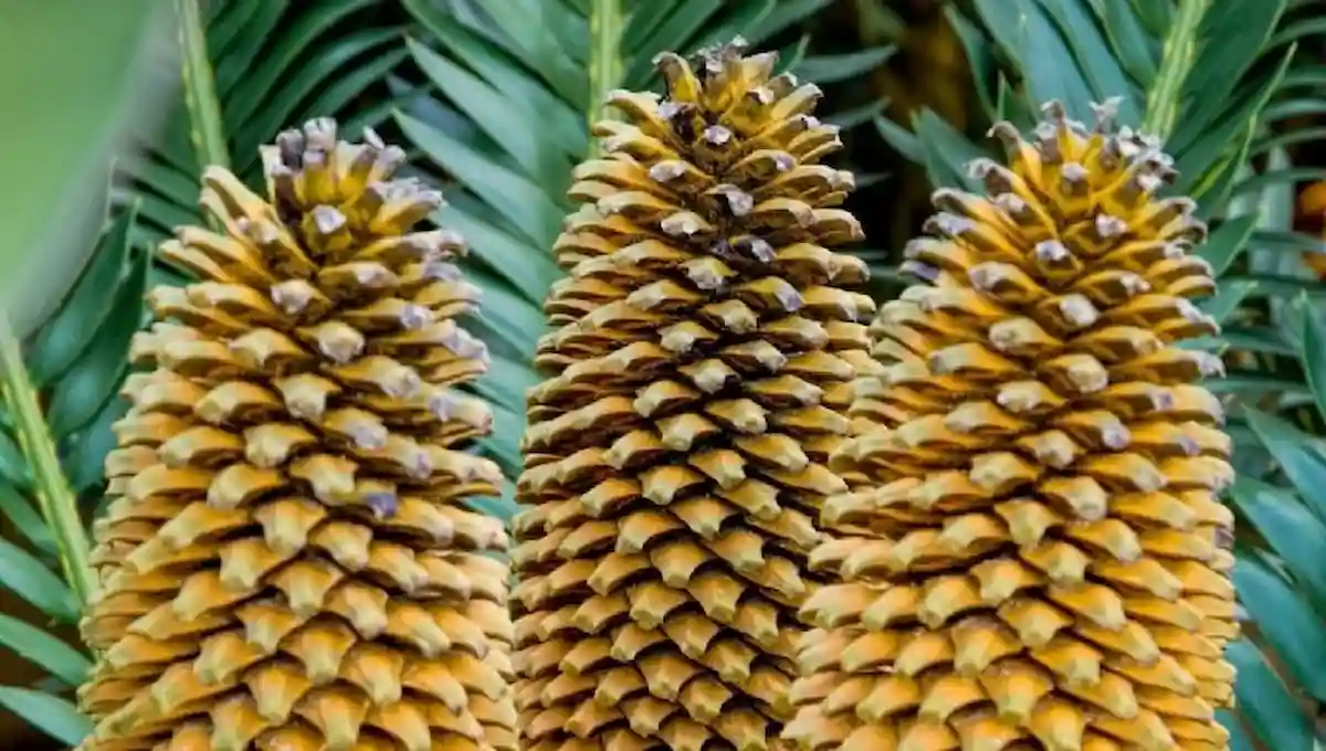 Close-up of cycads protected palm-like plants in Mexico