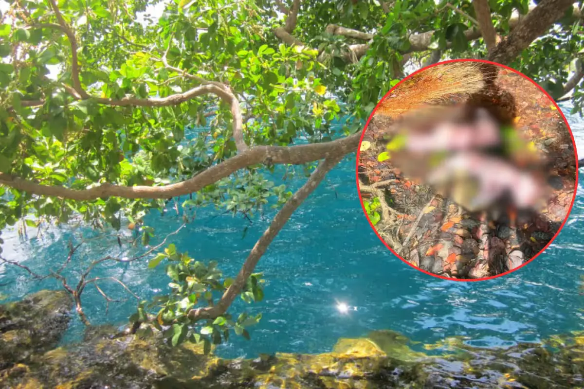 Two dead calves floating in the dark waters of Cenote de la Bruja in Bacalar, Quintana Roo