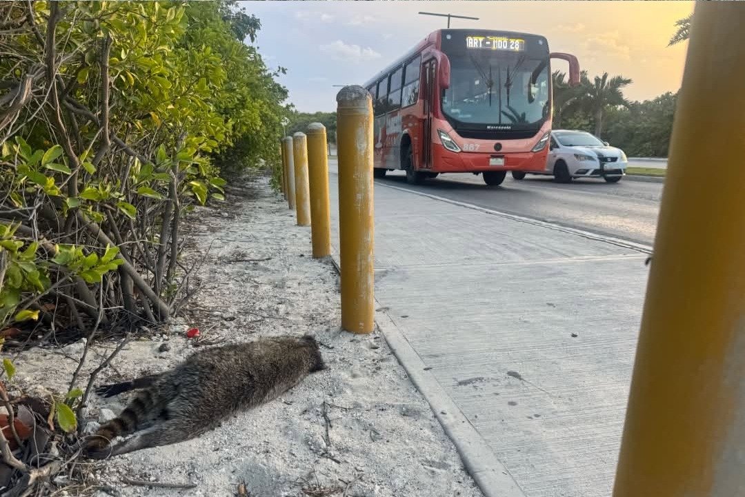 Dead raccoon lying along Boulevard Kukulcán in Cancún, with mangrove vegetation nearby.