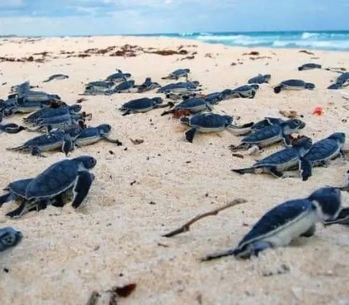 Dead sea turtle hatchlings at a turtle camp in Isla Mujeres, Quintana Roo