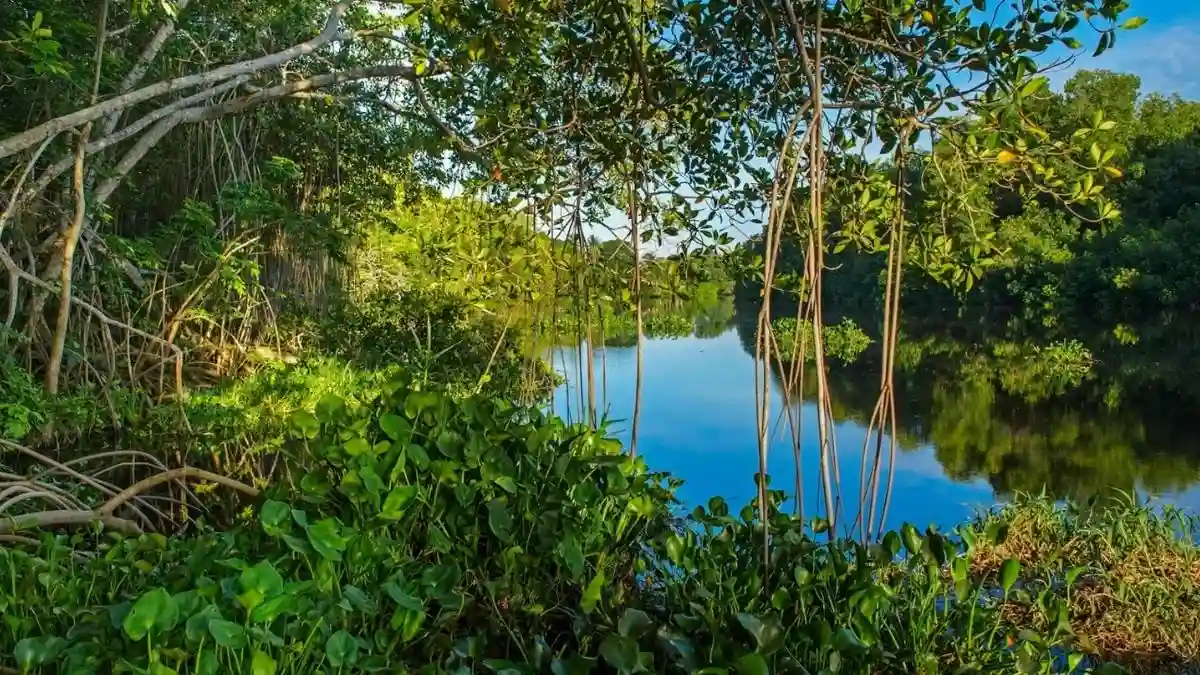 Aerial view of disturbed mangrove area in the Yucatán Peninsula, Mexico