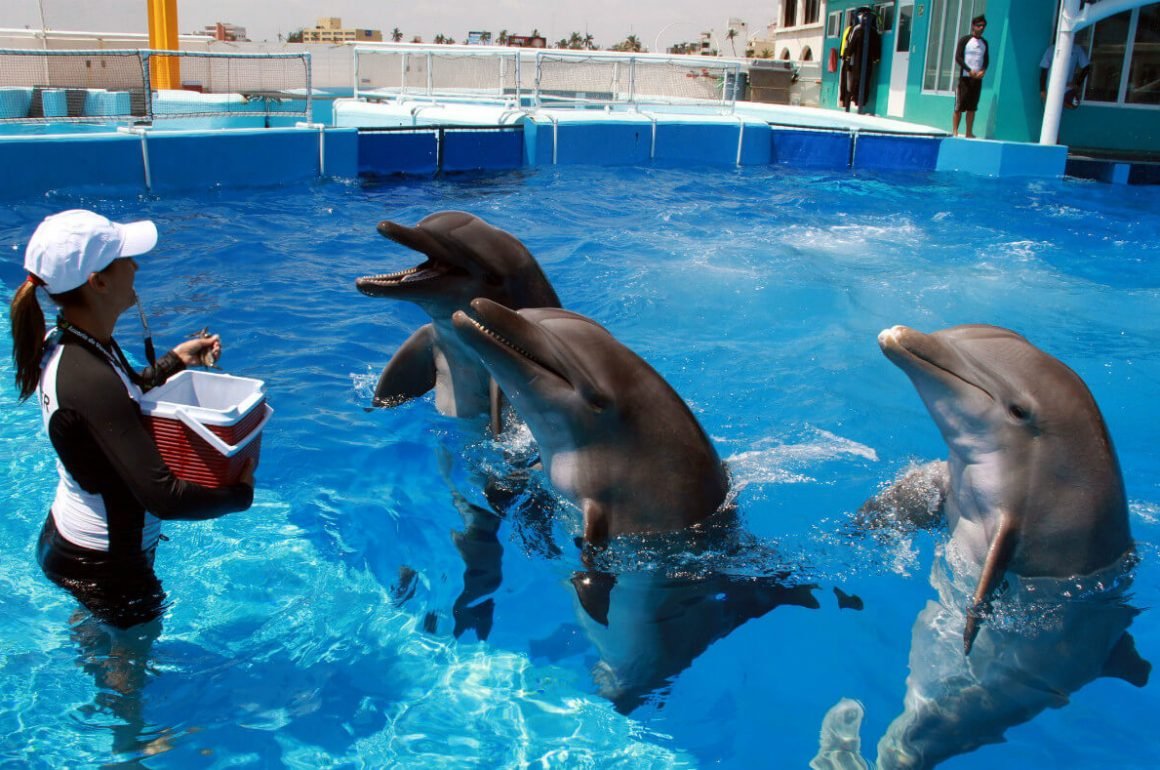 A dolphin swims in a sea enclosure at a marine park in Mexico, where six operators have filed injunctions against the Ley Mincho wildlife reform.