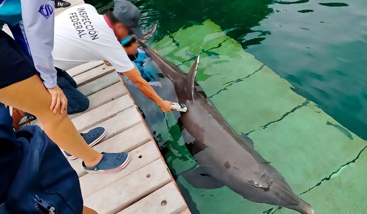 Nine dolphins in a pool at Dolphin Discovery inside Ventura Park in Cancun, Mexico
