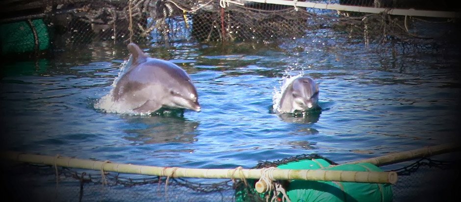 Dolphins swimming in a pool at Dolphin Discovery Ventura Park
