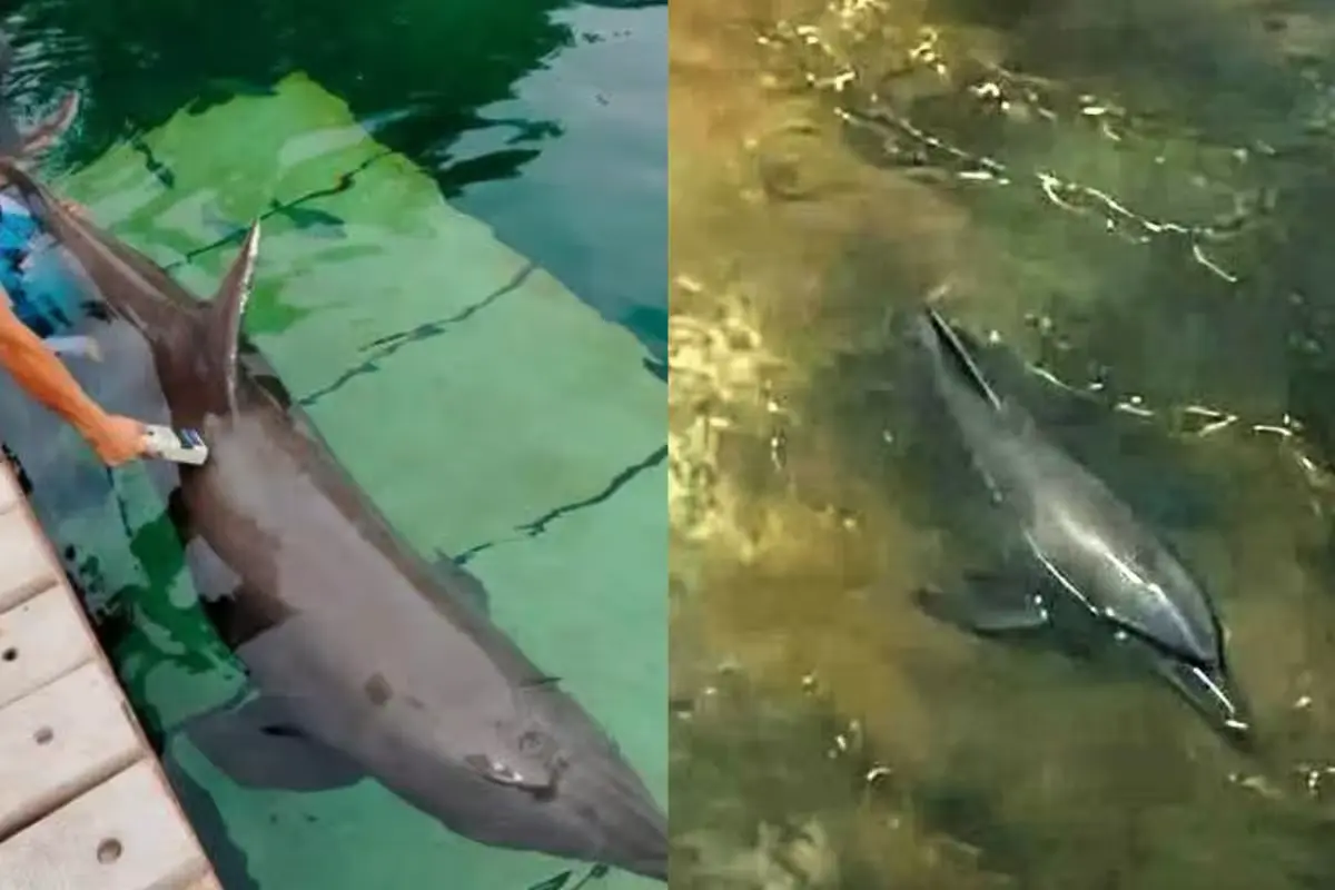 Nine dolphins housed at the closed Dolphin Discovery Ventura Park in Cancún