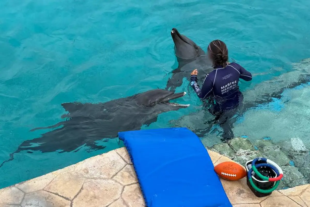A dolphin swims in a small pool at a closed dolphinarium in Cancun, Mexico, where nine dolphins are in critical health.