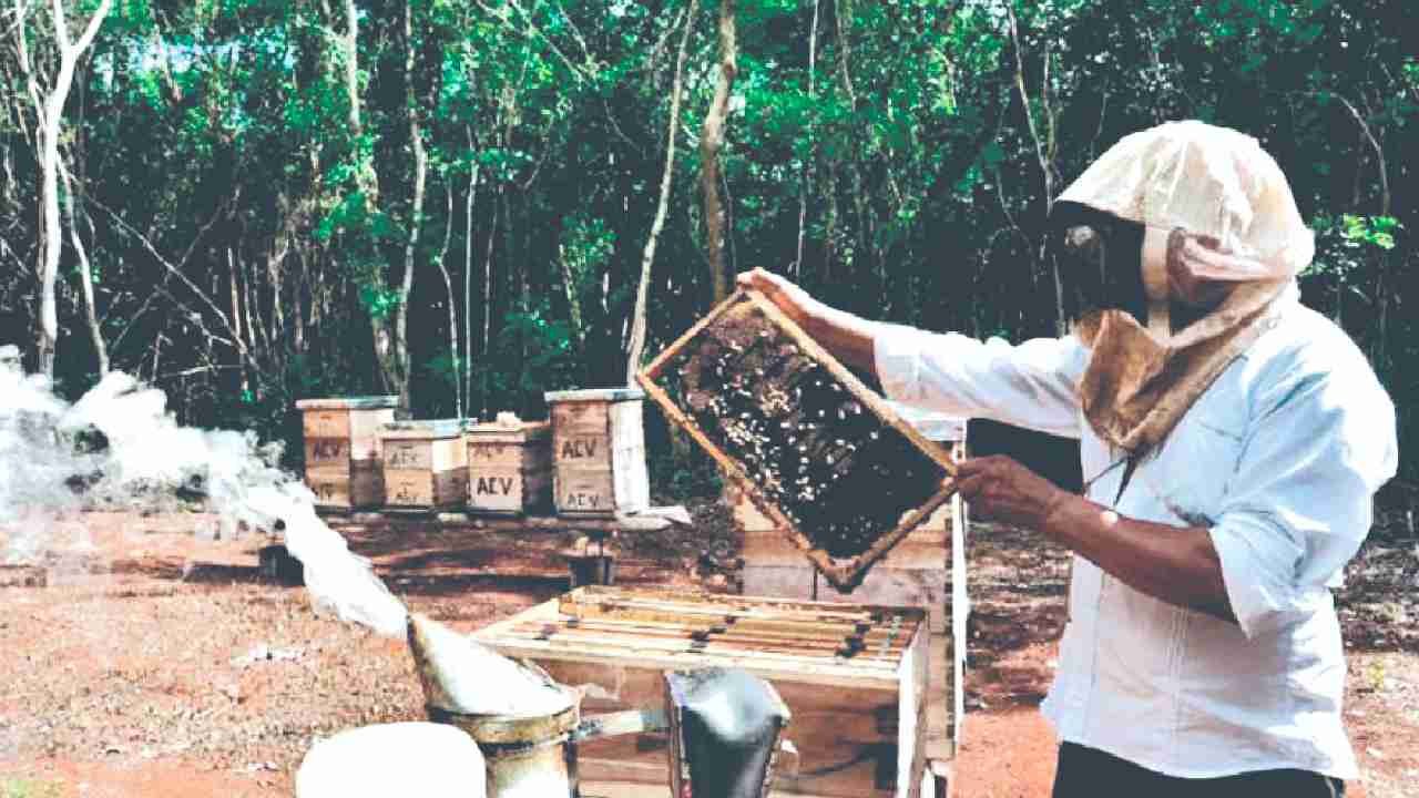 Beekeepers inspect honeycombs in Quintana Roo, where drought has reduced honey production by 40 percent.