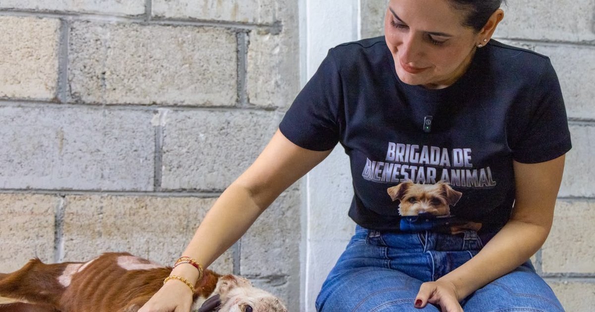 Mayor Estefanía Mercado supervises the rescue of five dogs and a cat in Puerto Aventuras.