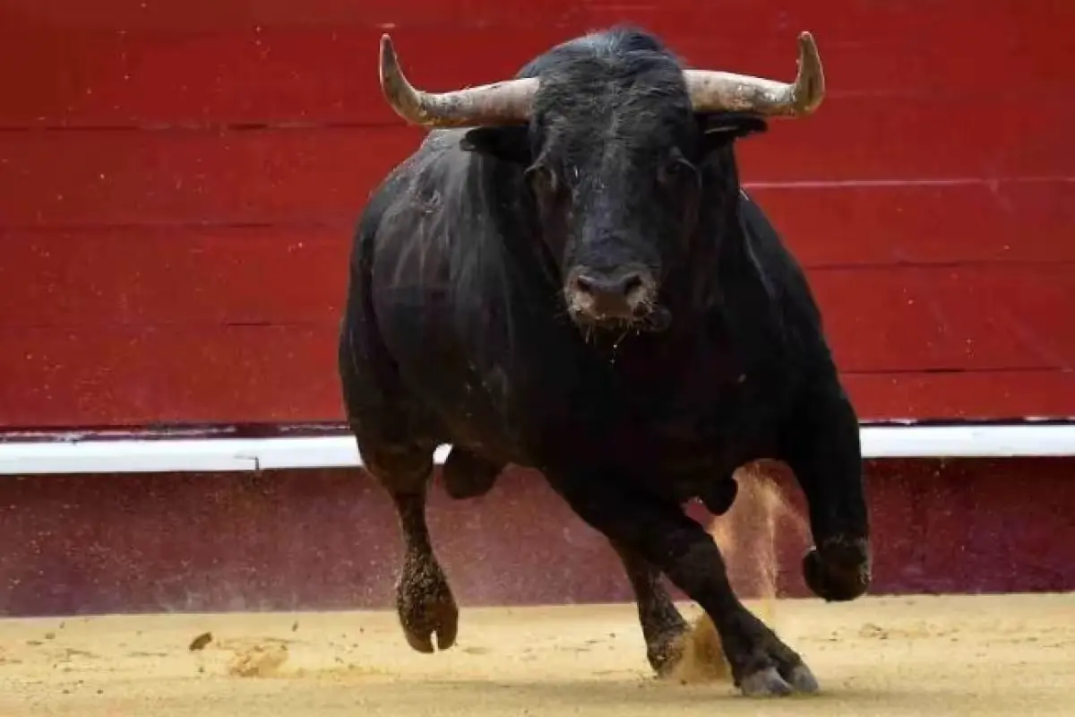 Bullring in Muna, Yucatán, where a scheduled bullfight was canceled after a federal judge's ruling.