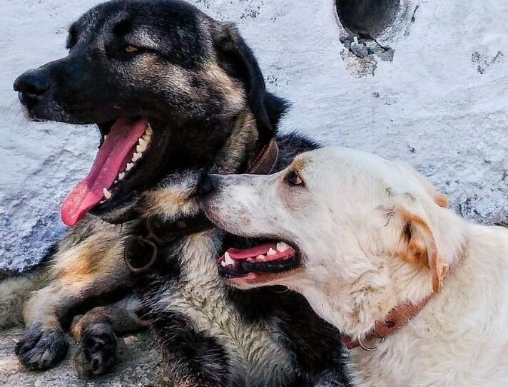 Free pet sterilization clinic for dogs and cats in Cancun