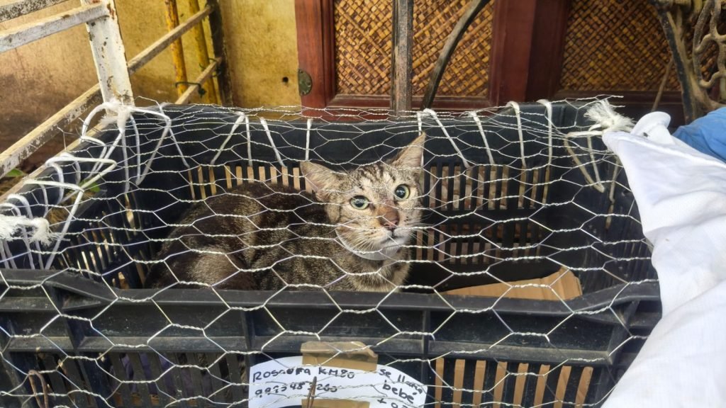 A volunteer holds a cat during a sterilization campaign organized by the Holbox Animal Shelter.