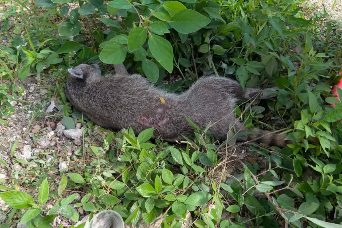 Concerned citizens guard an injured raccoon that was hit by a car on Kukulkan Avenue in Tulum, Mexico.