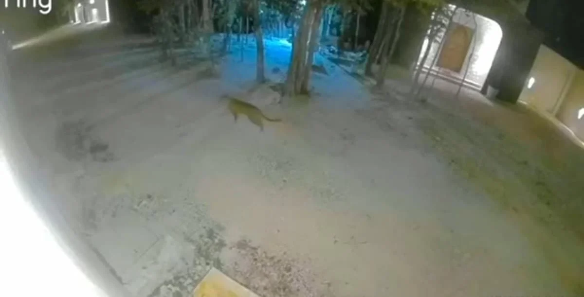 Security camera footage shows a wild cat walking near a condominium in Tulum, Quintana Roo.