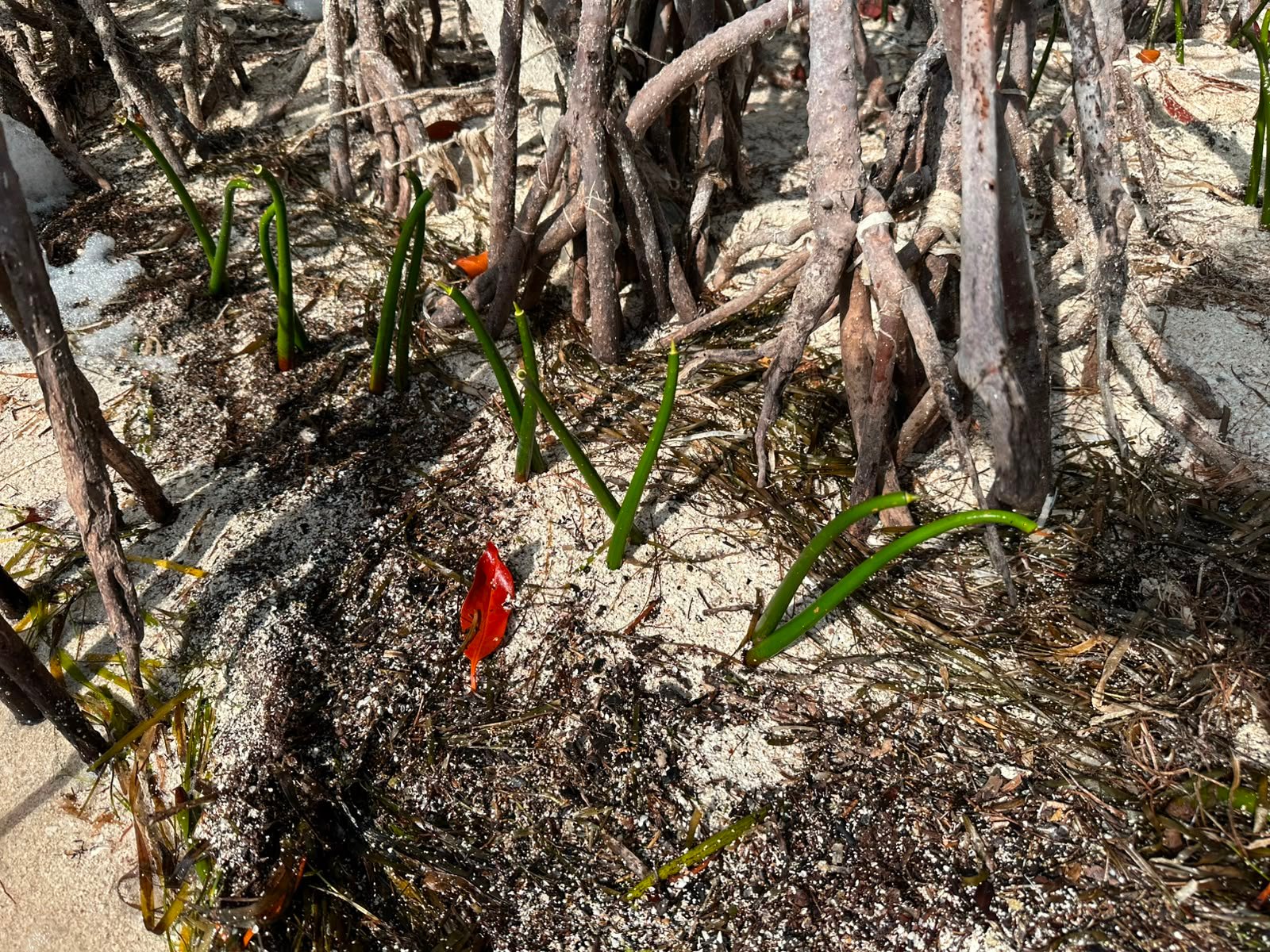 Volunteers and officials plant red mangrove seedlings in the Río Inglés area of Laguna Nichupté in Cancún, Quintana Roo.