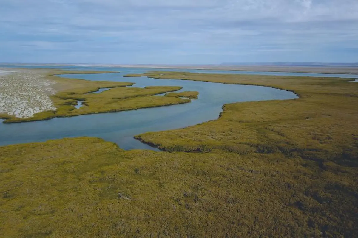 Aerial view of mangrove trees along a coastal area in the Yucatan Peninsula, Mexico