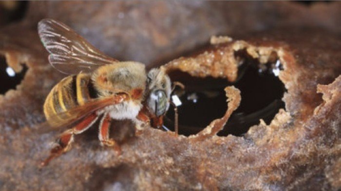 Melipona honey and native stingless bees in Yucatan