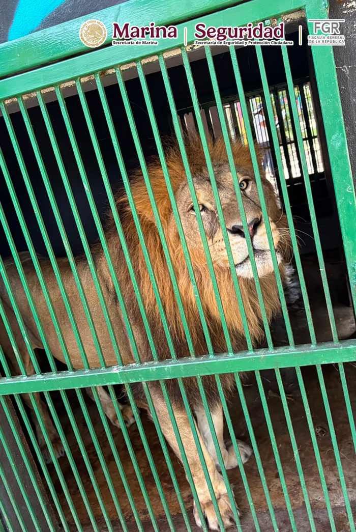 Authorities stand next to exotic animals in cages and fuel containers seized during raids in Tamaulipas, Mexico.