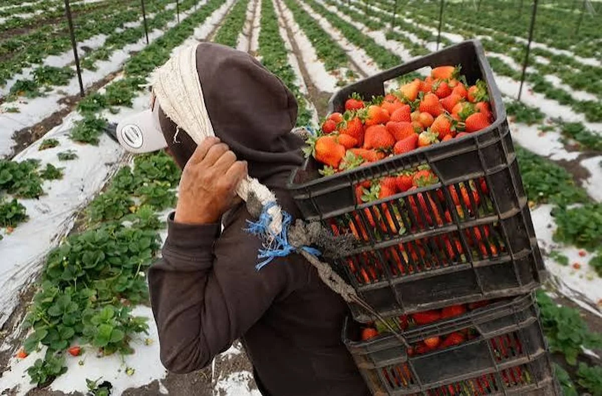 Strawberry plants heavy with ripe fruit in a Mexican field.