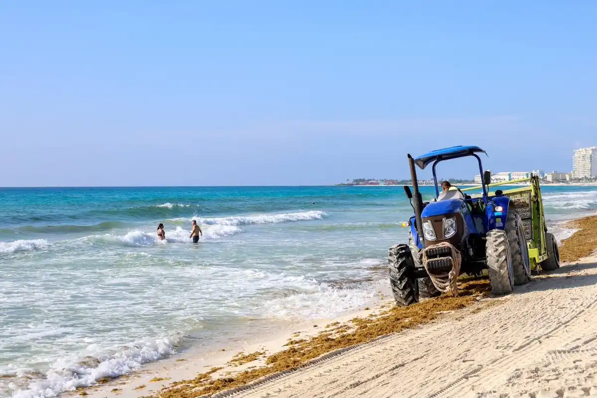 Sargassum piled on a beach in Puerto Morelos, Mexico.