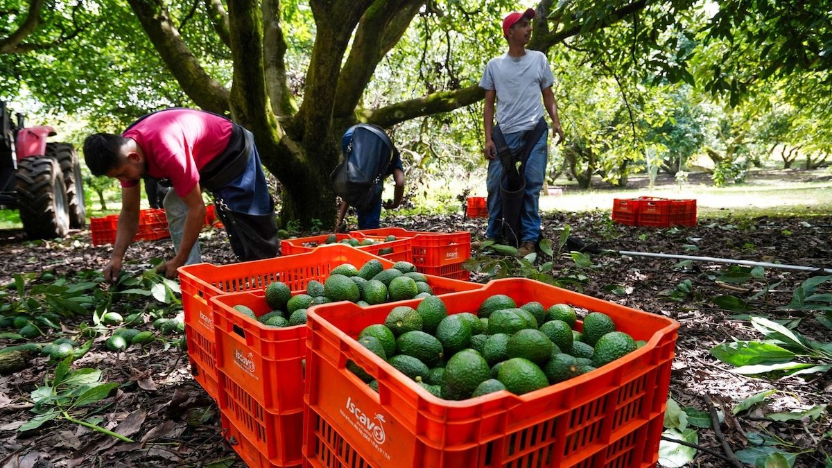 Avocado packing houses in Michoacán, Mexico, where US inspections are resuming after a security alert.