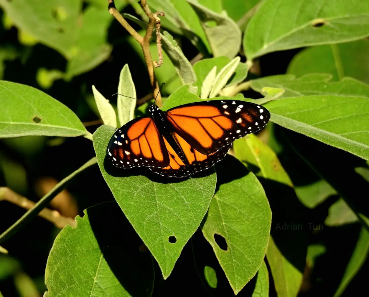 Monarch butterflies resting on leaves in Quintana Roo, where conservationists have documented breeding sites across the state.