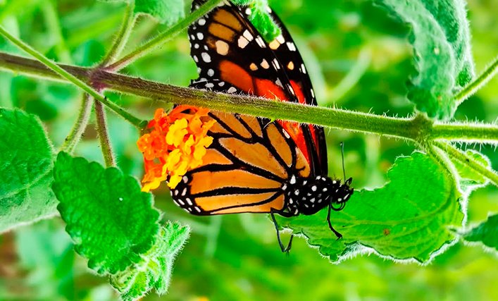 A monarch butterfly perched on a plant in Quintana Roo, Mexico