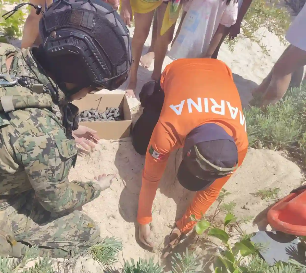 Mexican Navy personnel inspect a sea turtle nest on the beach at Sisal, Yucatan.