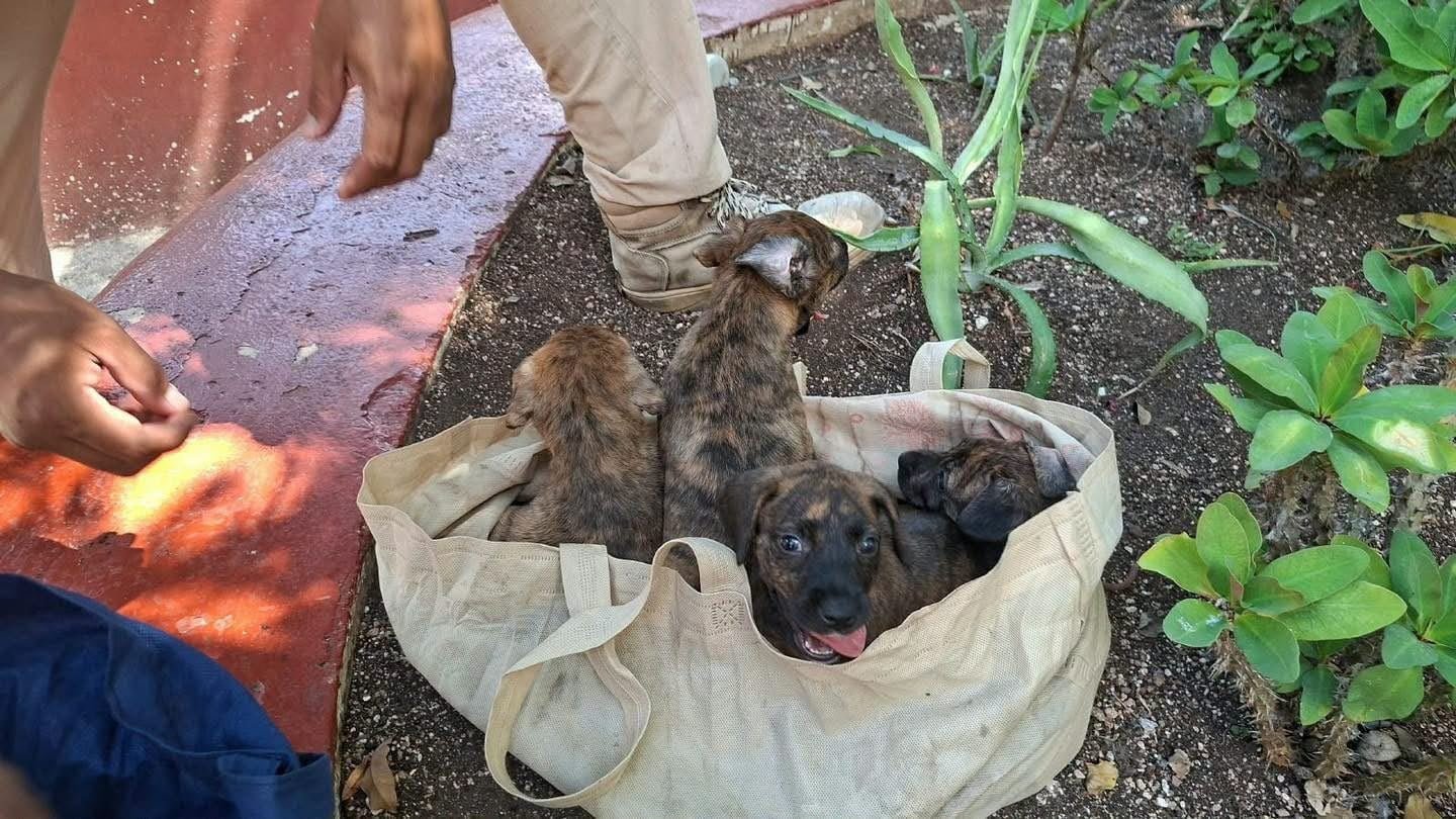 Civil protection workers hold nine newborn puppies and kittens rescued from bags in Tulum, Mexico.