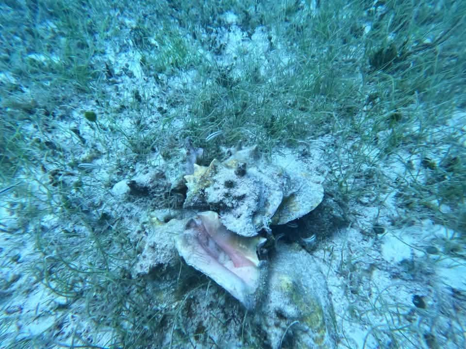 A pink conch on the seafloor in Cozumel Reefs National Park