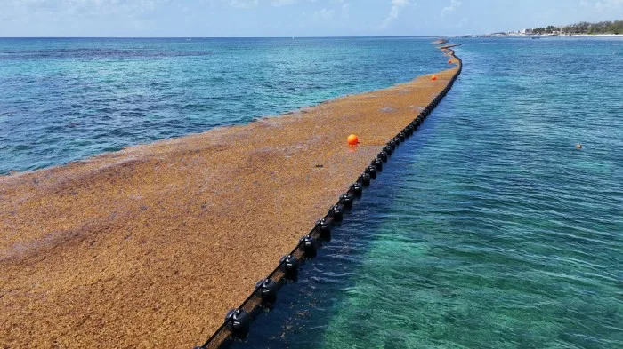 Anti-sargassum barriers installed along the coast of Playa del Carmen, Quintana Roo.