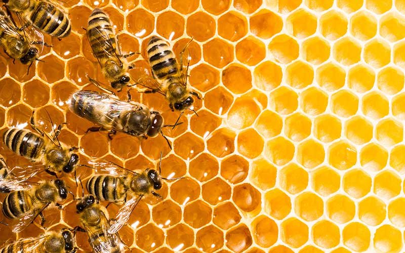 Beekeepers showcasing honey products at the 2026 Honey Fair in Playa del Carmen