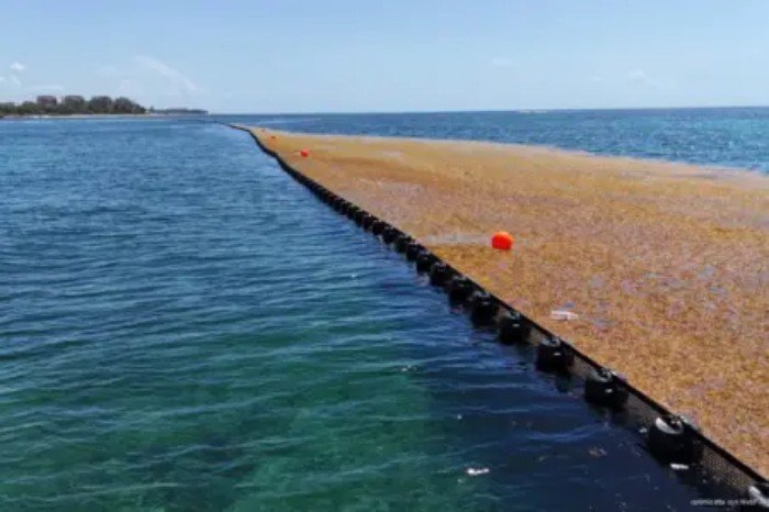 Floating sargassum barriers along the beach in Playa del Carmen, Quintana Roo