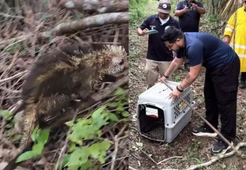 A porcupine known as a k'iix och rescued from a home in Santa Gertrudis and released into a wooded area
