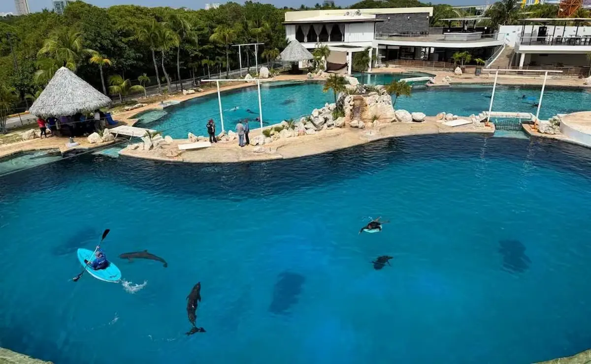 Nine dolphins in a pool at Dolphin Connection Cancún, which Profepa has kept closed since October 2025.