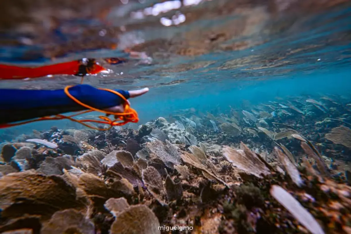 Shallow coral formations and seagrass beds at Punta Venado, a coastal area near Playa del Carmen