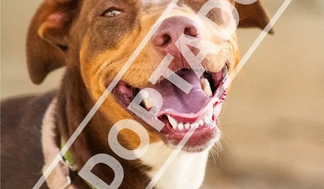 Rescued dogs waiting for adoption at the CENCAAZ animal shelter in Playa del Carmen