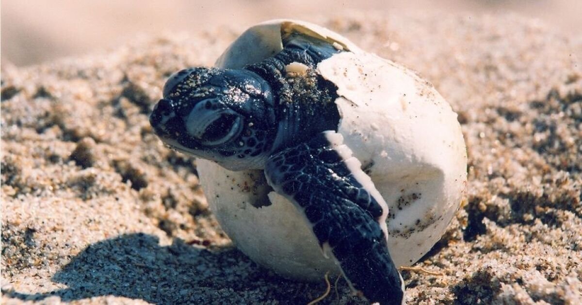 turtle hatchling emerging from egg casing