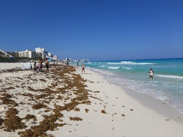 Sargasso seaweed washed up on a beach in Playa del Carmen, Quintana Roo, during the 2026 season.