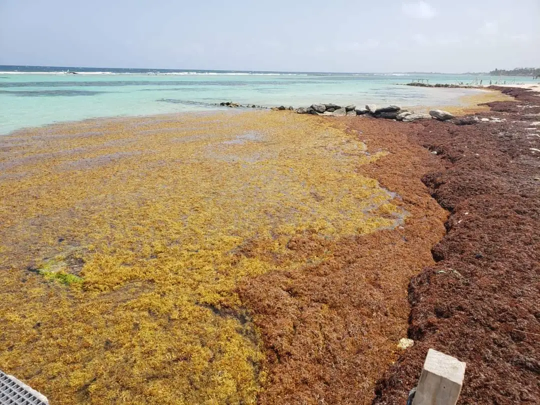 Piles of sargassum on a beach in Mahahual, Quintana Roo, releasing gases as the seaweed decomposes