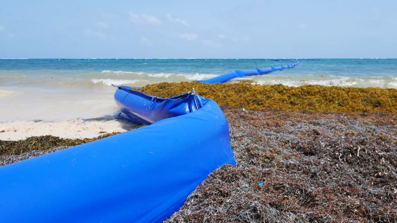 Workers install a sargassum barrier along a beach in Quintana Roo, Mexico